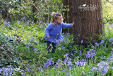 Bluebells baby cardigan